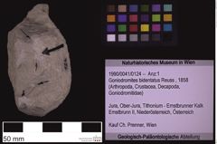 Foto (Objekt + Etiketten) von Goniodromites bidentatus (Reuss, 1858) (NHMW-GEO-1990-0041-0124)